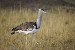 Otis: Kori Bustard