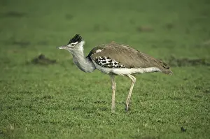 Otis: Kori Bustard