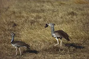 1988: Kori Bustard