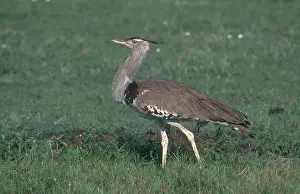 Kori: Kori Bustard