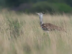 Bustard: Kori Bustard