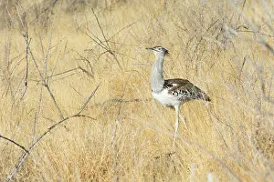 Bustard: Kori Bustard
