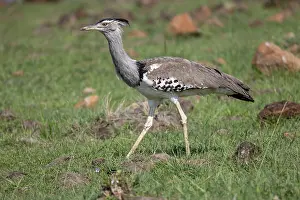 Parc: KORI BUSTARD