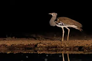 Mare: KORI BUSTARD