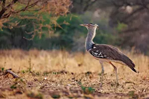 Oiseau: KORI BUSTARD