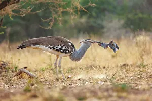 Oiseau: KORI BUSTARD