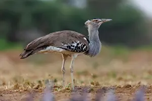 Oiseau: KORI BUSTARD