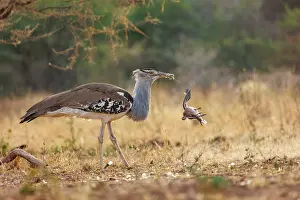 Oiseau: KORI BUSTARD