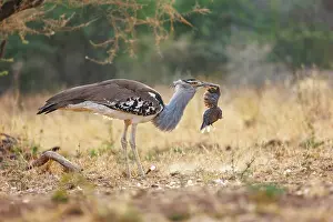 Oiseau: KORI BUSTARD