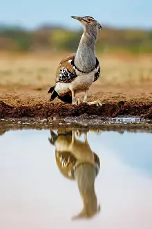 Mare: KORI BUSTARD