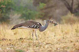 Oiseau: KORI BUSTARD