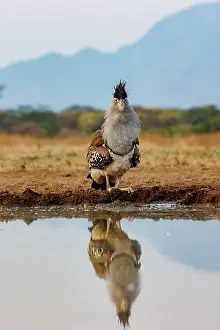 Mare: KORI BUSTARD