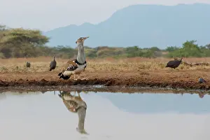 Mare: KORI BUSTARD