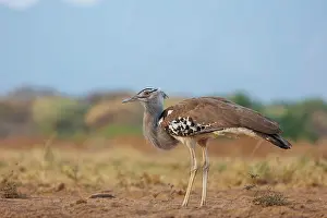 Oiseau: KORI BUSTARD