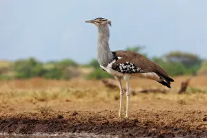 Oiseau: KORI BUSTARD