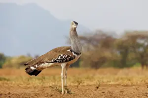 Oiseau: KORI BUSTARD
