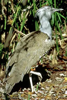 Kori: Kori Bustard (Ardeotis kori)