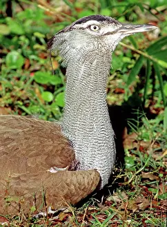 Kori: Kori Bustard (Ardeotis kori)