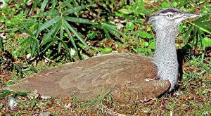 Kori: Kori Bustard (Ardeotis kori)