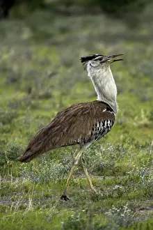 Bustard: Kori Bustard ( Ardeotis kori ), Etosha National