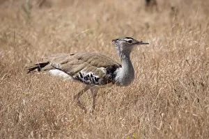 Conservancy: One Kori bustard, Ardeotis kori, Lewa Wildlife Conservancy