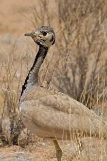 Bustard: Kori Bustard in Damaraland, Namibia