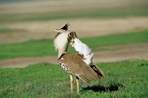 Bustards: Kori Bustard - displaying