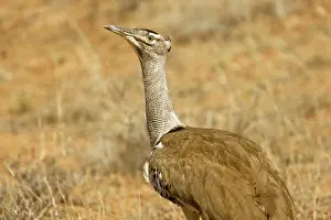 Bustards: Kori Bustard. in dry grassland - Kalahari Desert