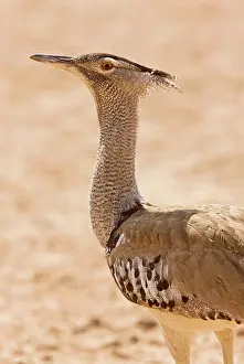 Bustards: Kori Bustard - in dry grassland. Kalahari Desert