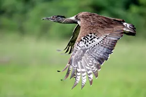 Bustards: Kori Bustard - in flight