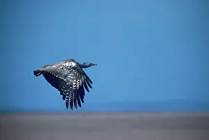 Kori: Kori Bustard - in flight enroute Maasai Mara