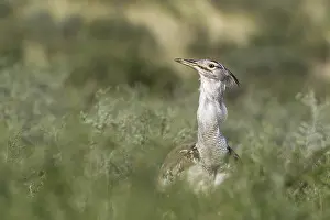 Bustards: Kori Bustard - Kalahari Desert, Kgalagadi Transfrontier