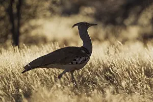 Bustards: Kori Bustard - Kalahari Desert, Kgalagadi Transfrontier