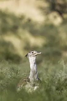Bustards: Kori Bustard - Kalahari Desert, Kgalagadi Transfrontier