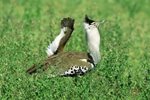 Kori: Kori Bustard - male displaying