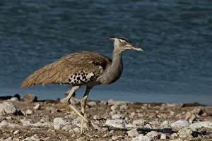 Bustard: Kori bustard near a water hole