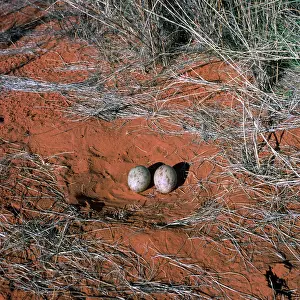 Bustards: Kori Bustard - nest with eggs