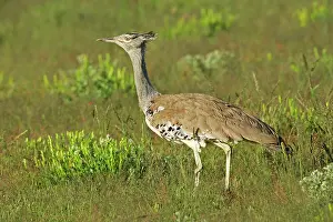Kori: Kori Bustard - standing in grass savannah