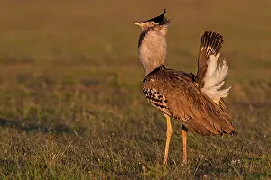 Bustards: Kori Bustard at sunrise on the plains