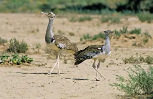 Kori: Kori Bustard- x2