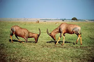 Korrigums: Korrigum - two males sparring