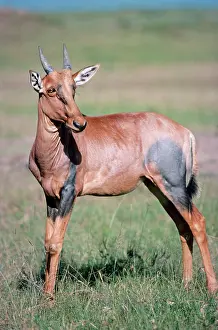 Korrigums: Korrigum - sub-species of Topi