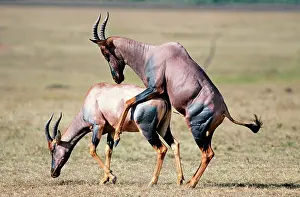 Korrigums: Korrigum - sub-species of Topi - mating pair