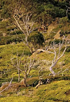 Kosciuszko: Kosciuszko National Park in summer