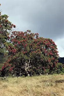 Abyssinica: Kosso tree