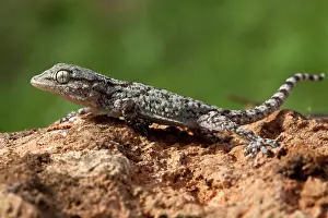 Kriti: Kotschy's Gecko