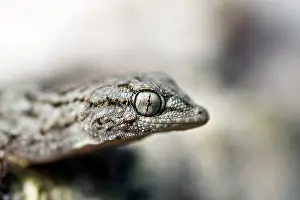 Kriti: Kotschy's Gecko