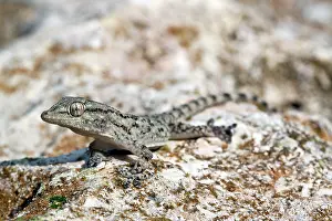 Kriti: Kotschy's Gecko