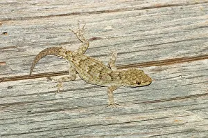 Peloponnese: Kotschy's Gecko (Cyrtopodium kotschyi), regenerated