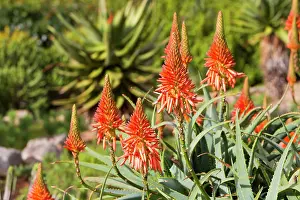 Aloes: Krantz Aloe
